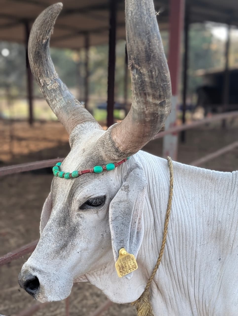 Athang Dairy Farm - Desi Kankrej Cow